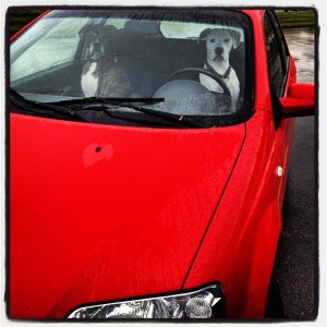 When I saw everyone in Michigan loves their cars, I mean everyone.