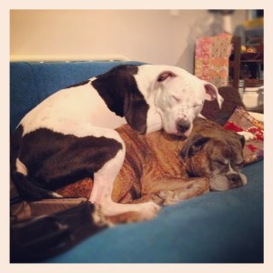 Some things work really well for two things. Gunshy, for example, can be your best friend and your bed, if you're Lois. 