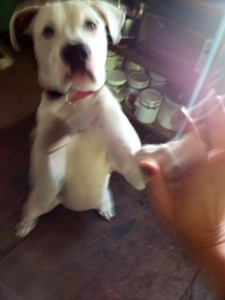 I not only took the time to teach Lois to give me high five, I took the time to take photos of this demonstration. So worth it. 