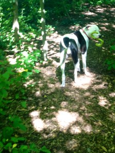 Mike didn't miss our daily trip to the Magic Forest, where Lois always finds an abandoned toy to keep. She had particularly great haul yesterday.