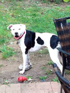 I doesn't seem like a dog and a ball can play together outside for two hours. But they can.