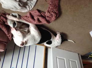 Two clean, happy friends.