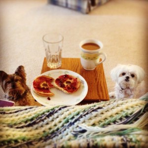 My mom's dogs don't know much about boundaries either. Good thing they're tiny and adorable. 