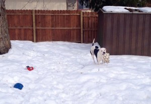 Lois is unmoved by the slush, but she is enjoying the sunshine. 