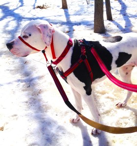 Owning a dog like Lois requires some improvisation skills, not unlike freelancing.