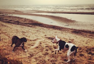 The story of Gunshy, the handsome old man on the left in this photo, is one I will tell and retell my family and friends for years. He was a truly special dog. But, in my judgement, the value of my story of being Gunshy's mom doesn't have much appeal beyond my inner circle. Fortunately for everyone, a truly special dog isn't a rarity. 